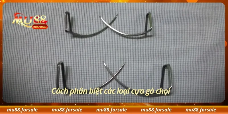 Cách phân biệt các loại cựa gà chọi