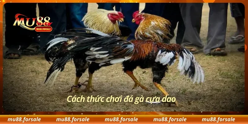 Cách thức chơi đá gà cựa dao