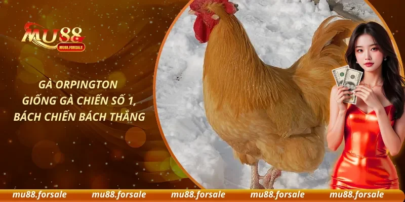 Gà Orpington Giống Gà Chiến Số 1, Bách Chiến Bách Thắng